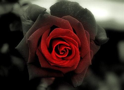Hoa hồng có cánh màu đen và màu hồng trên nền gam màu đen cũng thể hiện tình yêu tan vỡ