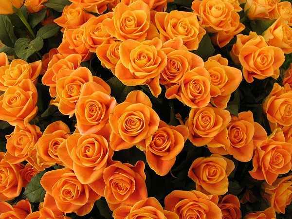Lựa chọn hoa sinh nhật màu cam thể hiện sự nhiệt huyết 