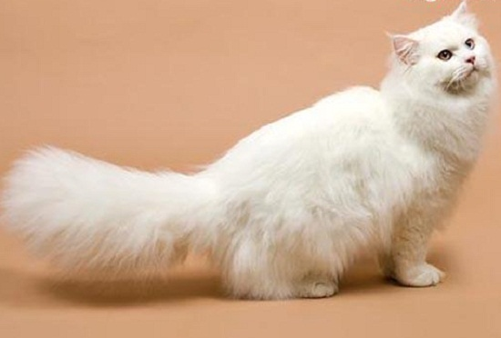 Mèo anh lông dài được nuôi rất nhiều hiện nay