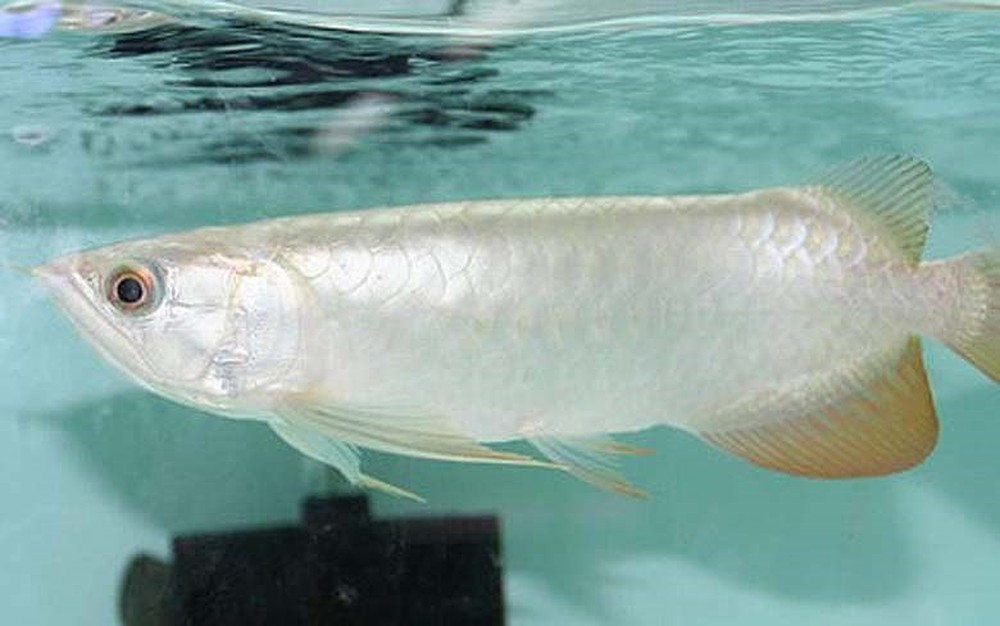Cá rộng Palatinum là loài cá cảnh đẹp và đắt nhất hiện nay 