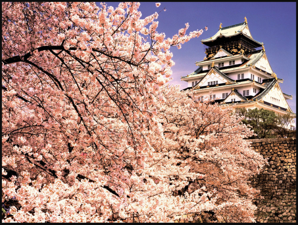 Hoa anh đào tượng trưng cho Nhật Bản
