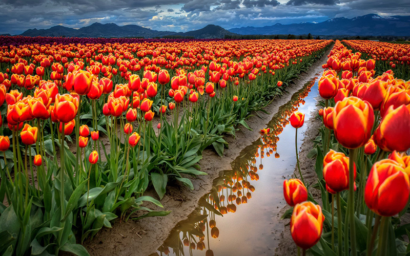 Những cánh đồng tulip dài bất tận
