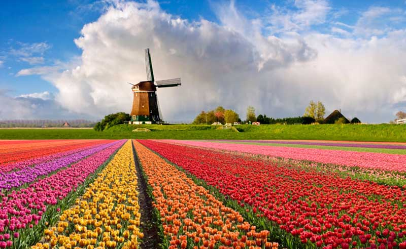 Tulip là quốc hoa của Hà Lan