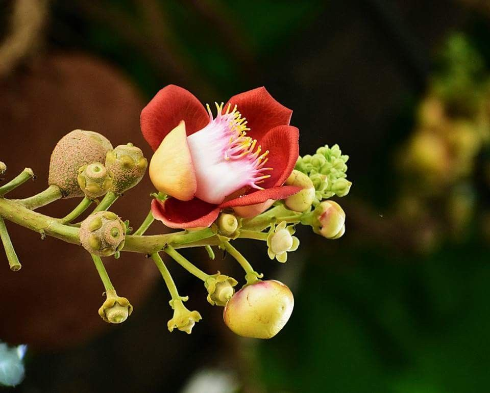 Hoa ưu đàm trong kinh phật là loài cây có quả