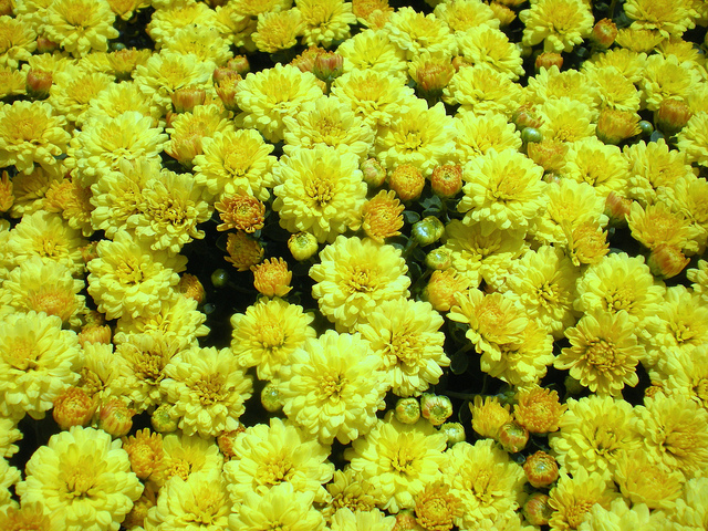 Hoa cúc mâm xôi được sử dụng rất nhiều vào ngày tết